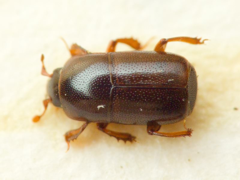 Teretrius fabricii Mazur, 1972